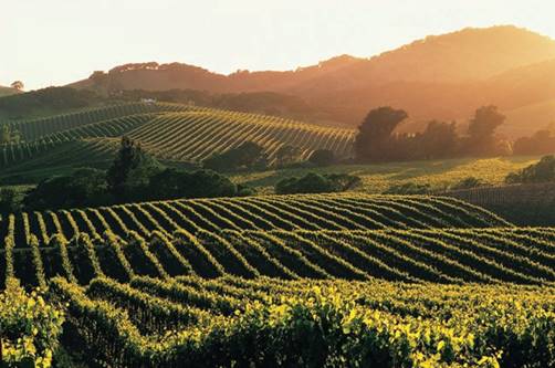Tips for a Self-Guided Driving Tour of Napa Valley Wine Country - WanderWisdom